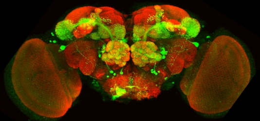 http://irishamerica.com/wp-content/uploads/2014/01/Drosophila-brain-olfactory-system.jpg
